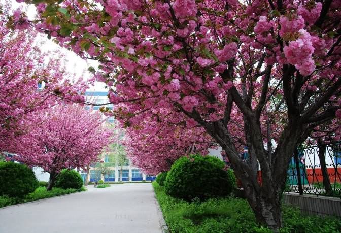 花树小路