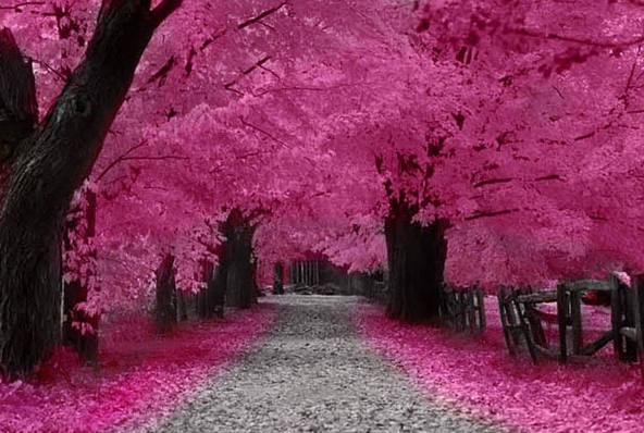 花树小路