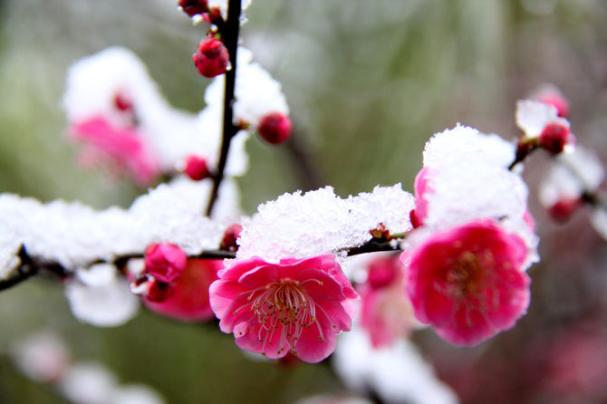 雪梅花