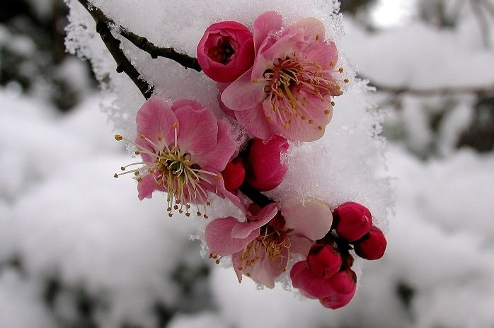 雪梅花