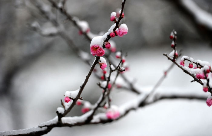 雪梅花