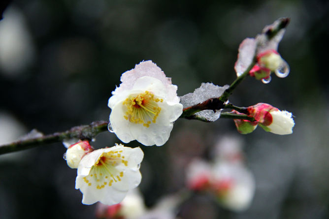 雪梅花