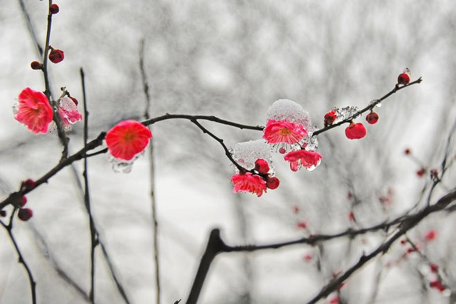 雪梅花