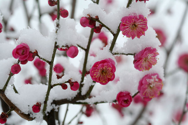 雪梅花