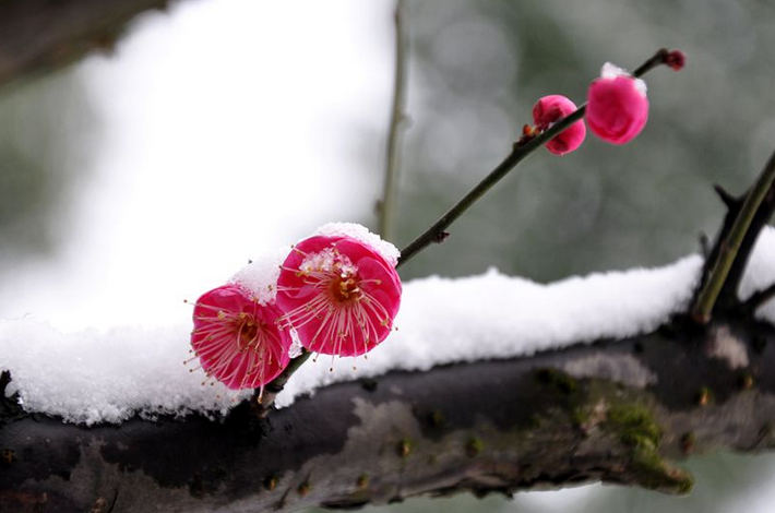 雪梅花