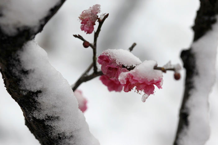 雪梅花