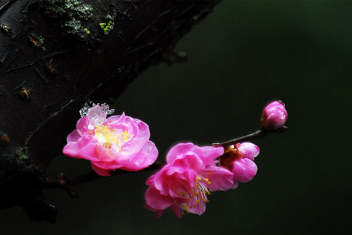 雪梅花