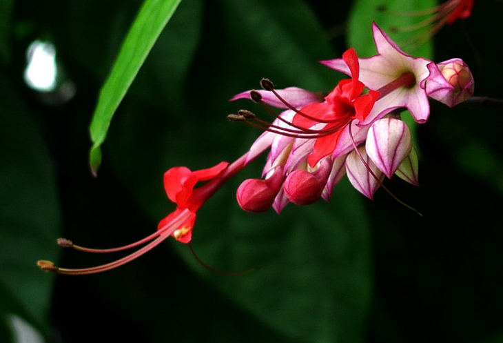龙吐珠
