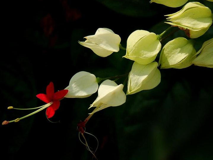 龙吐珠