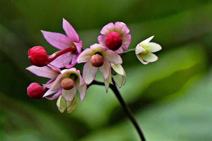 龙吐珠