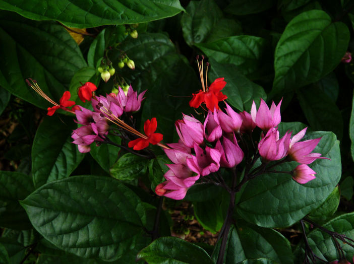 龙吐珠