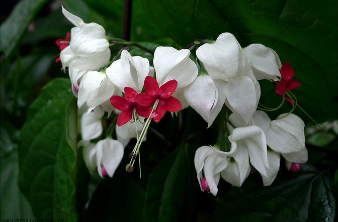 龙吐珠