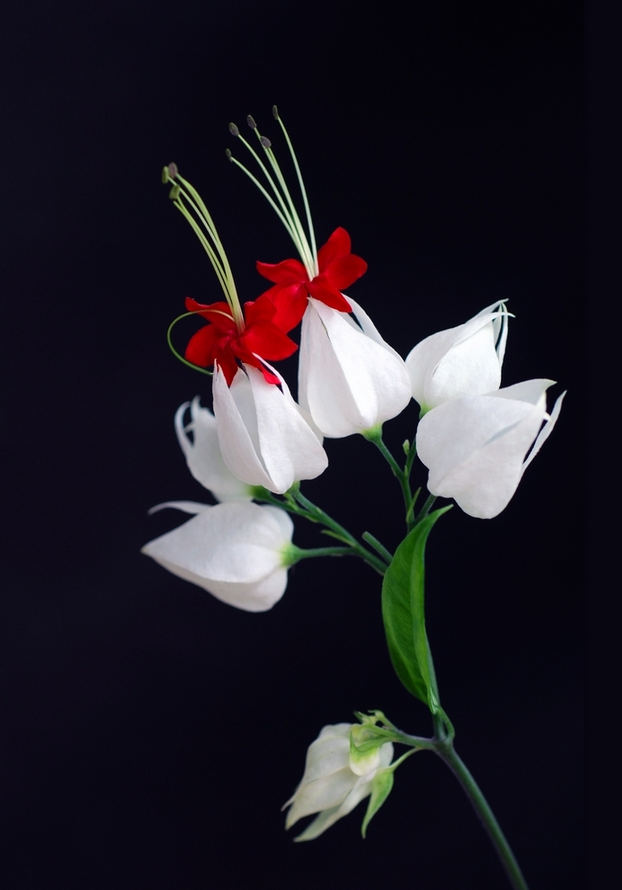 龙吐珠