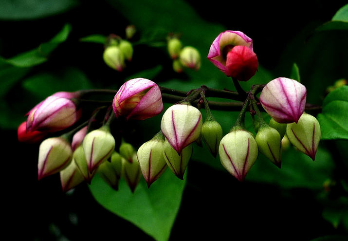 龙吐珠