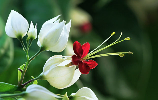 龙吐珠