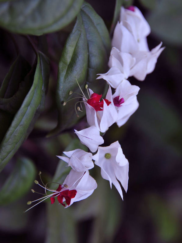 龙吐珠