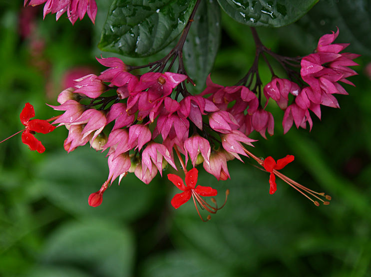 龙吐珠