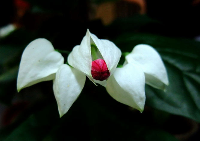 龙吐珠