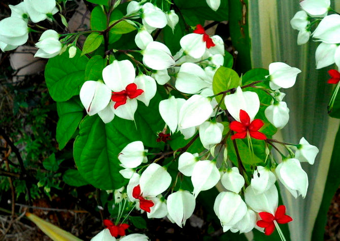 龙吐珠