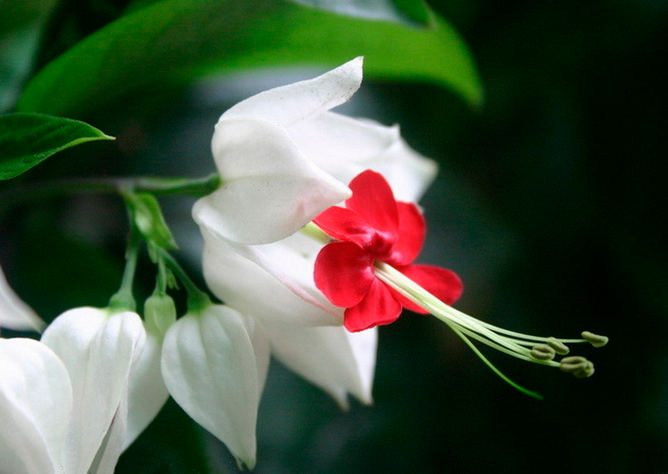 龙吐珠
