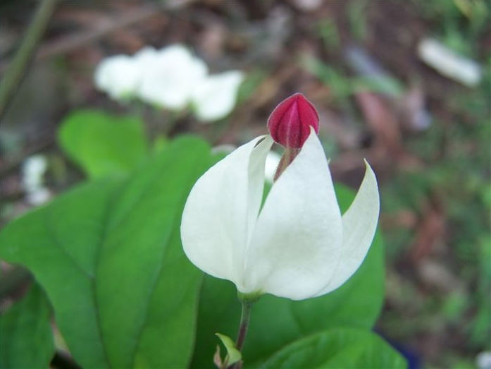龙吐珠