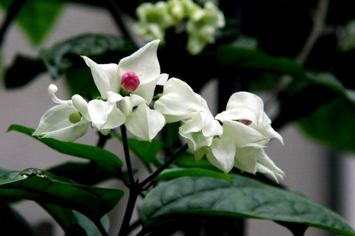 龙吐珠