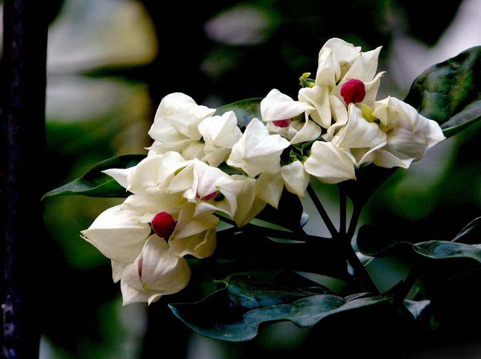龙吐珠