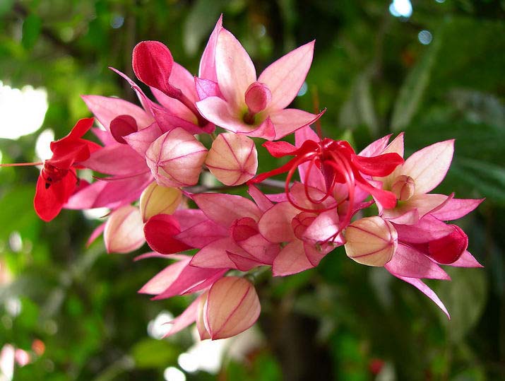 龙吐珠