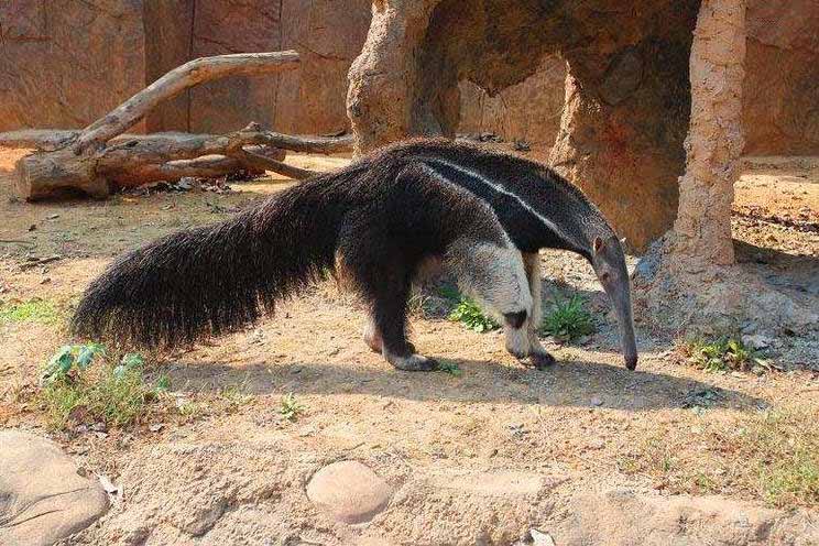 개미 핥기