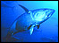 A tuna swimming, NOAA