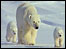 Polar bears