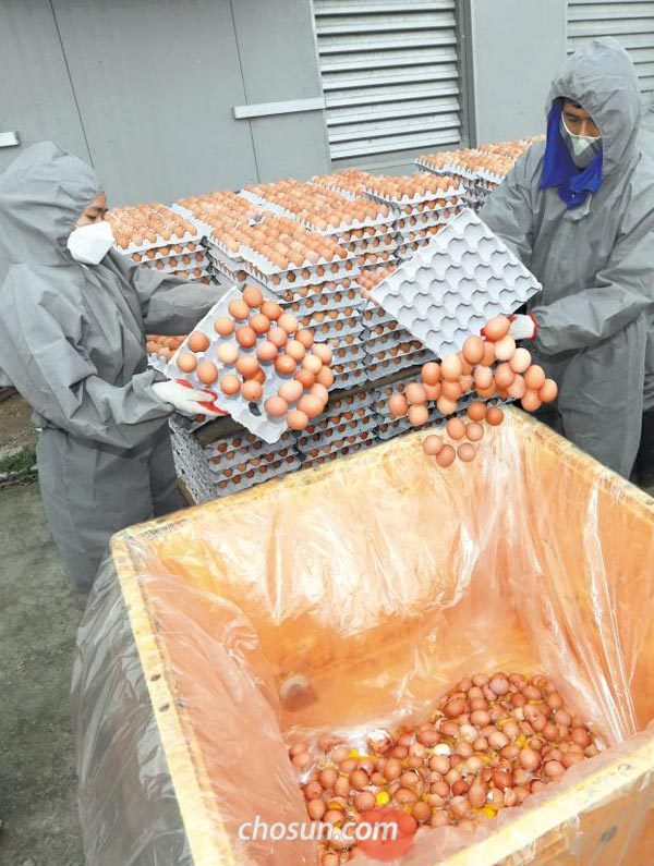 달걀에서 살충제 성분이 검출된 경기도 남양주시 양계 농장에서 16일 남양주시 관계자들이 달걀 폐기 처분 작업을 하고 있어요.