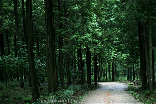 전남 장흥 정남진 편백나무숲 우드랜드