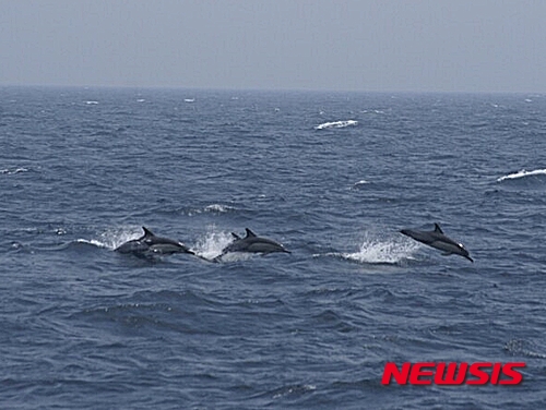 작성: 한국 네티즌본부