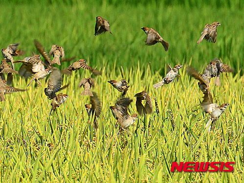 작성: 한국 네티즌본부