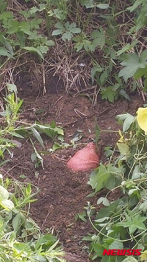 작성: 한국 네티즌본부