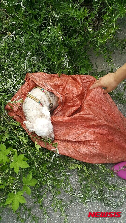 작성: 한국 네티즌본부