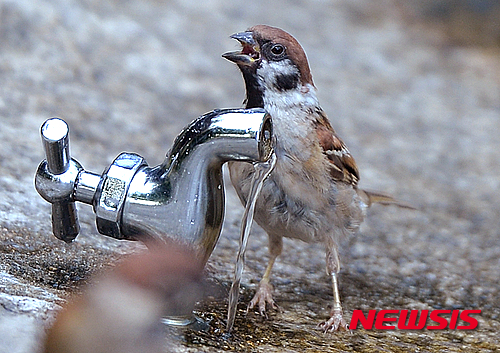 작성: 한국 네티즌본부