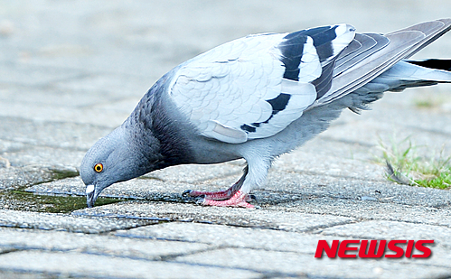 작성: 한국 네티즌본부