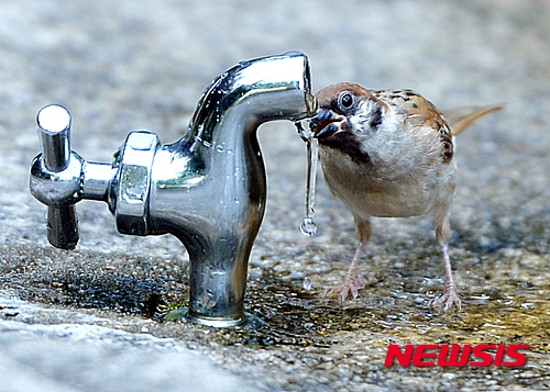 작성: 한국 네티즌본부