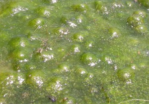Algae-oxygen-bubbles