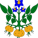 potato