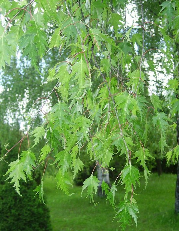 betula-pendula-dalecarlica