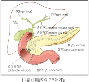 췌담도의 구조와 기능