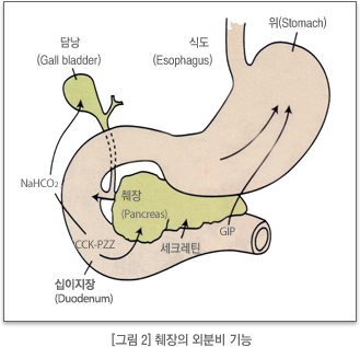 췌장의 외분비 기능