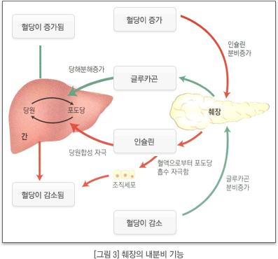 췌장의 내분비 기능