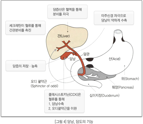 담낭, 담도의 기능