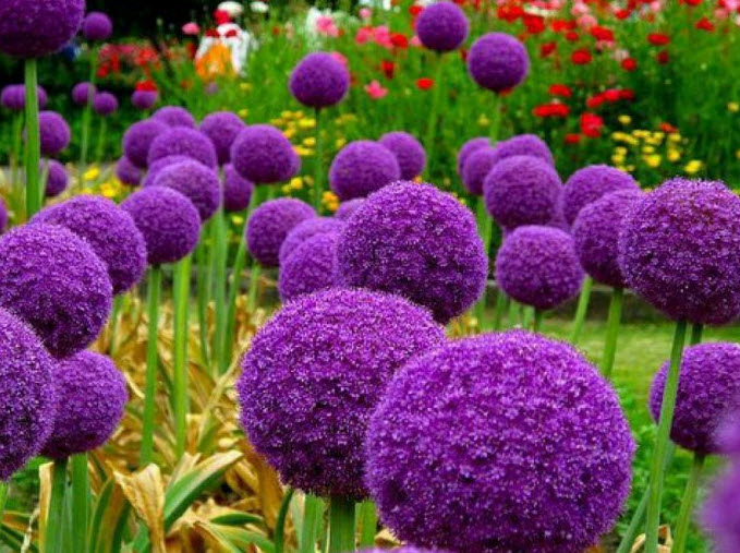 Allium gigantum