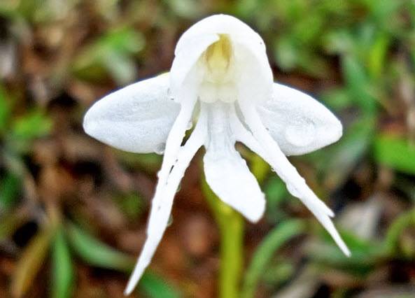 Angel Orchid (Habenaria Grandifloriformis)