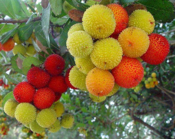 Arbutus unedo